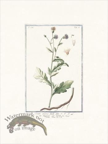 Bonelli 677 Sow thistle